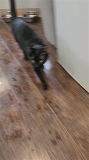 Update: Buck was adopted today!!! Oh, Buck the Snowcat, is a jolly happy soul With his jet black fur and his peaceful purr And a heart that's pure as gold Oh, Buck the Snowcat wants a family of his own, he'll curl up tight by your tree at night, in his brand new loving home. ********************************* Buck is approx 1-1/2 years old. He is handsome and affectionate. He loves spending time in our outside catio. He's neutered, fully vaccinated, felv/fiv negative, microchipped and ready to go