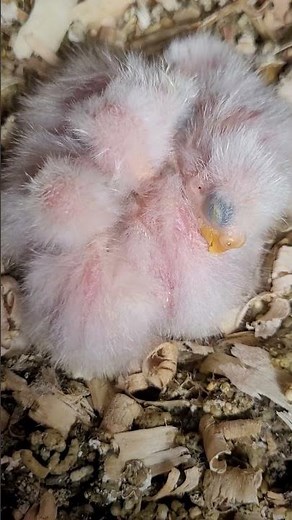 A bundle of 1 week old Bourke Parakeets #birds #bourkeparakeets