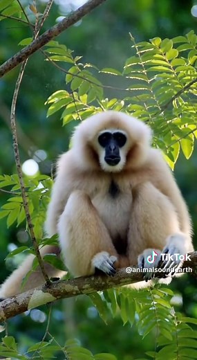 Experience the Whooping Sounds of Wild Gibbons