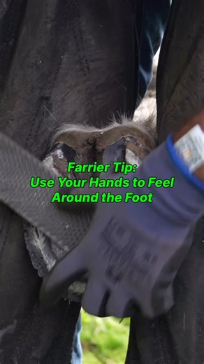 1.6K views · 151 reactions | Farrier Tip: When trimming feet is important to use both visual and physical aids. In the video I talk about yawing my hands to feel distortions in the hoof and how that can aid us in our trimming and shoeing. #farrier #horse #equine | Harry Spinks Farrier Ltd | Facebook