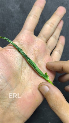 Easy way to install water spinach bait to fish for tilapia in ponds, lakes and rivers #tutorial