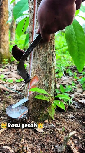 Why We Harvest Sap From Dying Rubber Trees