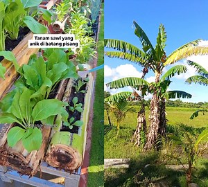Easy tips planting petchay #banana | Lorton Vlog
