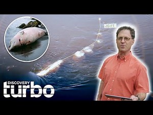 Did This Man See A Serpent Ice Monster In The Water? | The Alaska Triangle