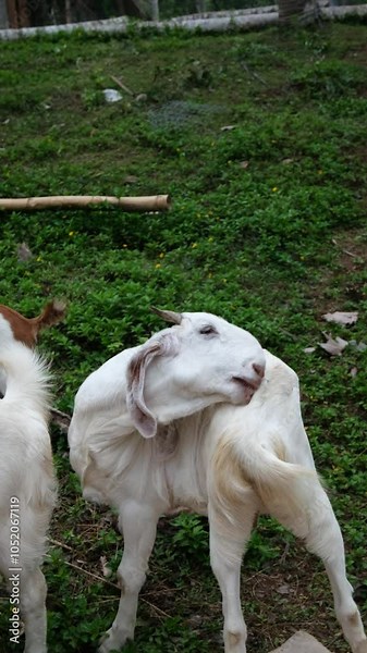 Vertical video of white goats walking on a green lawn near a goat milk farm. The goat scratches its back with its teeth. Country farm life with domestic cattle.
