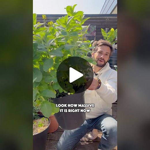 Have you already bought Mint at your supermarket? What if I tell you, you can easily multiply it & grow it at home 🌱💚 Mint has this summer flavour & smell that anyone would recognize! I love to make fresh mint water or mint tea during summer, it’s so refreshing! Out of one plant from your supermarket, you can create many new free plants to have endless mint supply at home. 🌱 Mint Cuttings Cut right above the third leaves, remove the lower leaves and place in water. It will grow new roots & rh