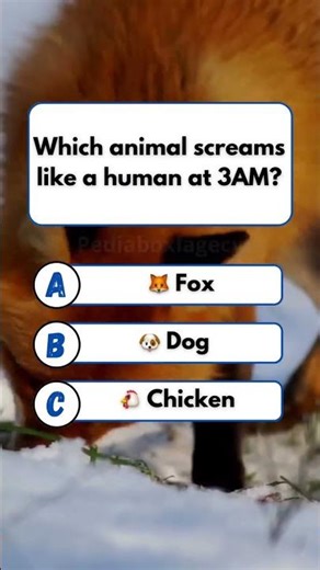 USA Quiz Challenge: Test Your Knowledge with These Questions! #usa #usashorts #usaquiz #usafacts