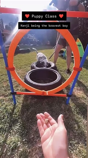 The Holistic Hound Dog Training & Rehabilitation | Puppy class is a vibe 💃 #perth #puppyclass #buildingbravepuppies #perthdogs | Instagram