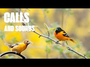 Baltimore Oriole Calls and Sounds - Identify by Listening