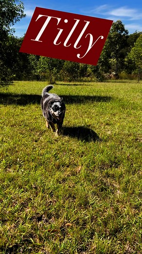 Tilly strutting her stuff!!! #ThePaddocks | Embark Dog Co.