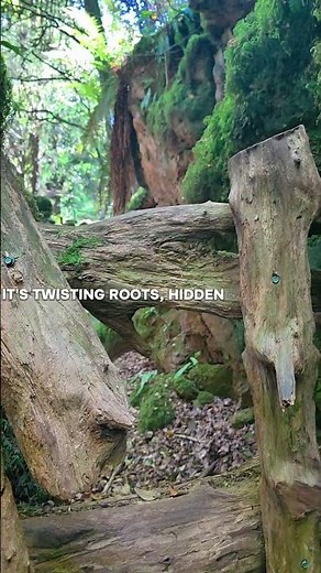 🌿 Puzzlewood: The Forest That Inspired Middle-earth?