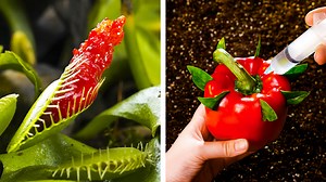 874K views · 4.6K reactions | How to grow your plants at home  || easy gardening hacks: | 5-Minute Crafts GIRLY | Facebook