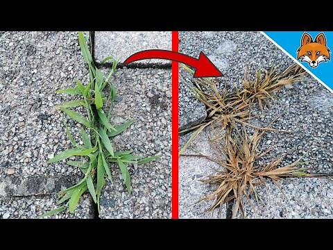 How to make HOMEMADE Weed Killer that REALLY works 💥
