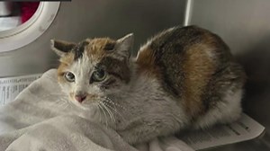 Kitten hides in cargo container during trip across the ocean