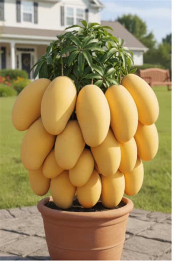 How to grow mango trees using oranges and Colgate to get lots of fruit in a short time #gardening #plantsoftiktok #fruittree #growwithme #usa🇺🇸