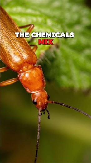 The Beetle That Fires Boiling Chemicals Like a Weapon