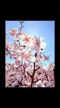 [Photo by Kazuma] I took photos of cherry blossoms with my iPhone! #HowToPhotographCherryBlossoms...