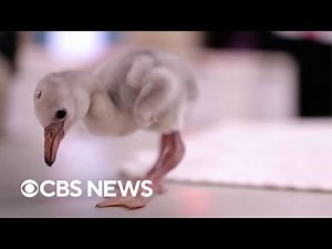 Flamingo flock born at Fort Worth Zoo