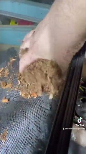 Bioactive Ball Python Build #everevolvingexotics #ballpython #livingvivarium #reptiles #tucson #az