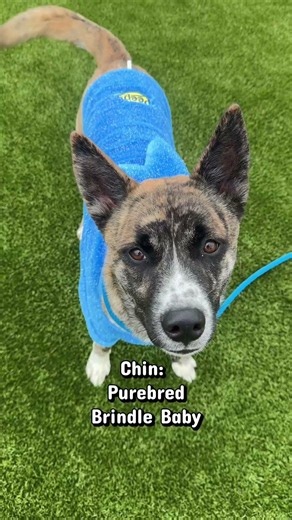 Meet Our "Purebred" Shelter Dogs