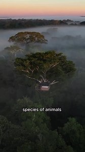9.8K views · 81K reactions | The Amazon rainforest.  "Getting there was an adventure in itself. After landing in Peru, I switched to an off-road vehicle for a few hours of driving, followed by a boat ride through the Amazon Basin. With every passing minute, the landscape became wilder, and the trees were alive with birds I had never heard before. I even saw capybaras for the first time in my life!" : @mpwildlife | We Are Guardians Film | Facebook