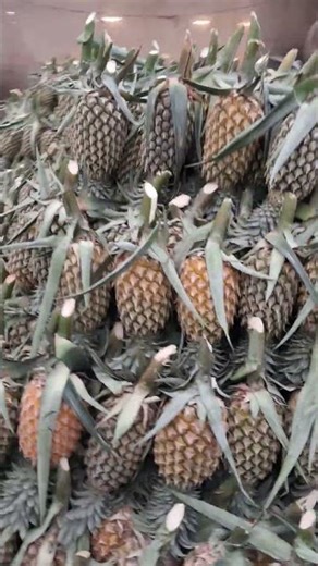 Thailand beautiful place Bangkok fruit market #vairalvideo #travel #vairalshort #rajudailylifes