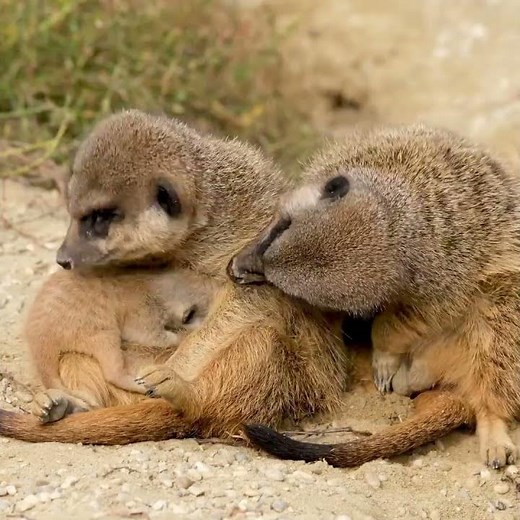 Cutest Baby Meerkat Ever! 😍🦦