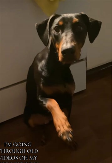 She was like 11 months 💔💔 #dogcommunity #dc #dobermanpinscher #rottweiler #foryoupage