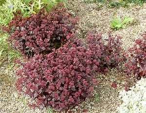 What soil to plant Sedum?