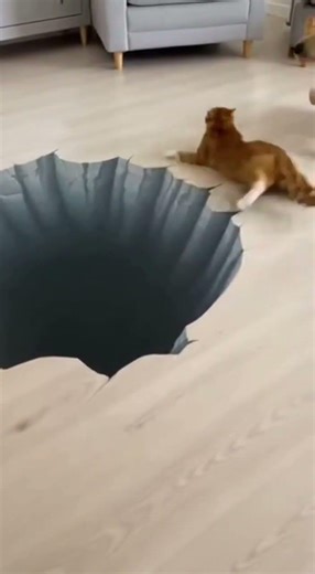 “The Floor DISAPPEARED 😱🐱 | Cat’s Real Panic + Dog Makes It Worse 😂” #3dillusion #cat
