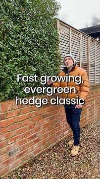 How to Grow a Thick Evergreen Hedge Quickly