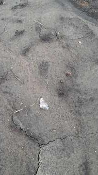 Beauty #arrowheads #arrowheadhunting #shorts #foryou #nativeamerican #artifacts #explore #history