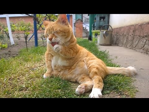 Cat cleaning itself