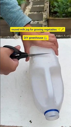 Grow Vegetables Using Reused Milk Jugs | DIY Mini Greenhouse 🌱♻️