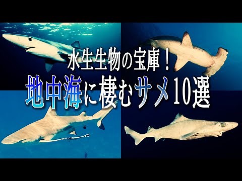【水生生物の宝庫】地中海に棲むサメ10選