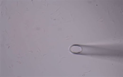 MMI单细胞分选系统获取贴壁细胞团，80微米直径毛细针