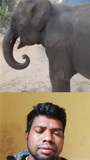 Elephant Crying 😢 | Emotional Moment of a Gentle Giant | Short Video#elephant#animals