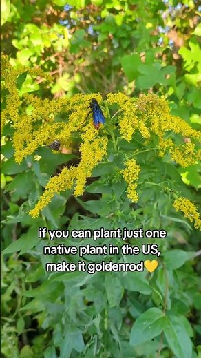 plant goldenrod❤️❤️ an amazing native plant! #mybackyardgarden #gardening