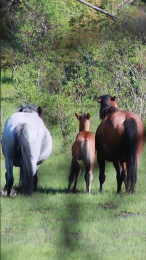 wild blue roan mare Alberta wild horses