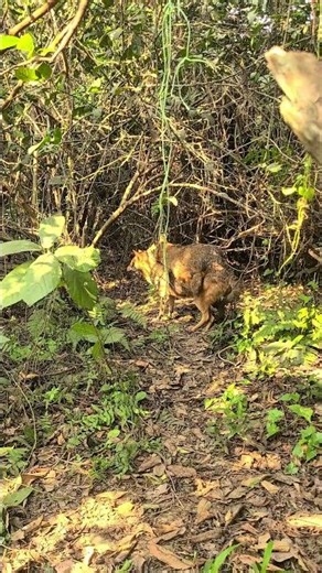 The wild behaviour of Golden Jackal.