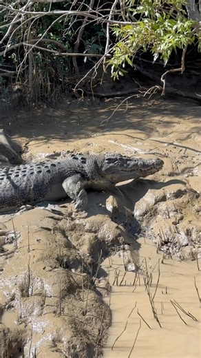 Chonky 💪🏼🐊 Large healthy male Saltwater Crocodile demonstrating the belly run/slide & disappearing act into the river. Estimated length 4.3-4.5m (14-15ft) Northern Territory Australia 🐊 THIS IS CROC COUNTRY STAY CROCWISE 🐊 #croccountry #crocodile #saltwatercrocodile #australia #northernterritory | Wildman Adventures