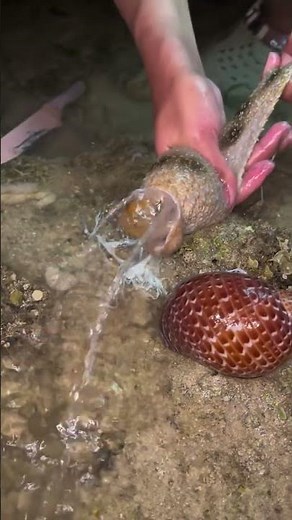 Catching a Giant Crab with a Bucket! 🦀 | Amazing Mud Crab Catch
