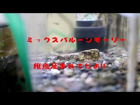 ミックスバルーンモーリー稚魚誕生!!