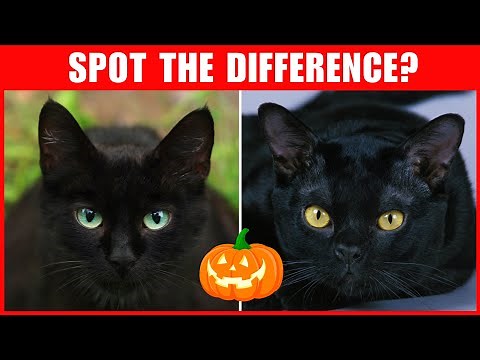 How to Tell The Difference Between Black Cats and Bombay Cats