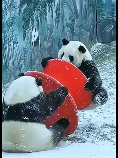 Panda Cuteness Overload: Adorable Baby Panda Playtime
