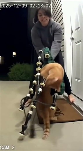😹"It's midnight!" Cat plays Bagpipes,owner gets mad! Stubborn Crazy Cat🤣 #FunnyCats #Cats #bagpipes
