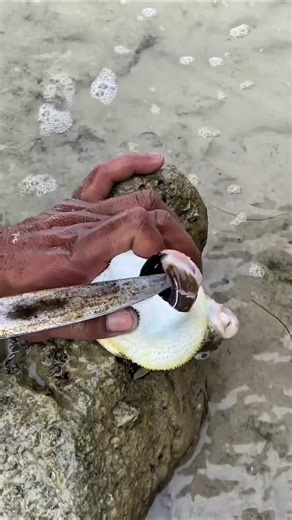 Incredible sea snake found inside a fish!