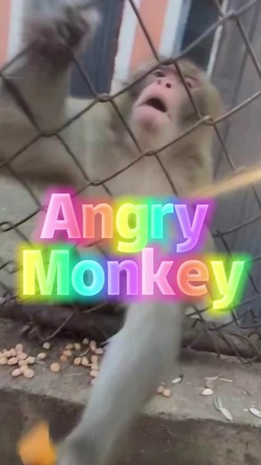 Angry Monkey #monkey #funny #fyp #foryou #foryoupage #pets #pet | angry monkey