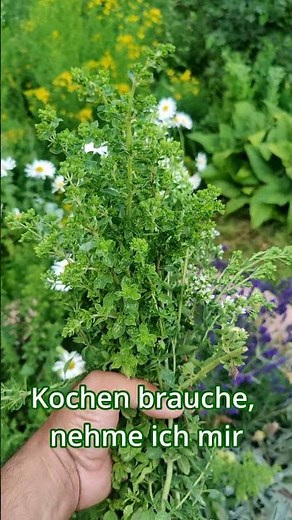 Harvesting oregano now means you can harvest again in a few weeks. #garden #herbs