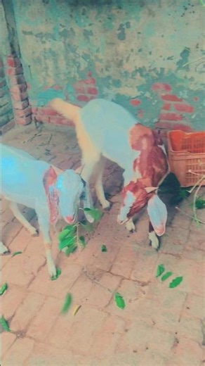 me tere ishq me mar na jau kabi #viralshort